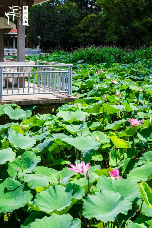 秦淮citywalk｜夏日寻凉之月牙湖