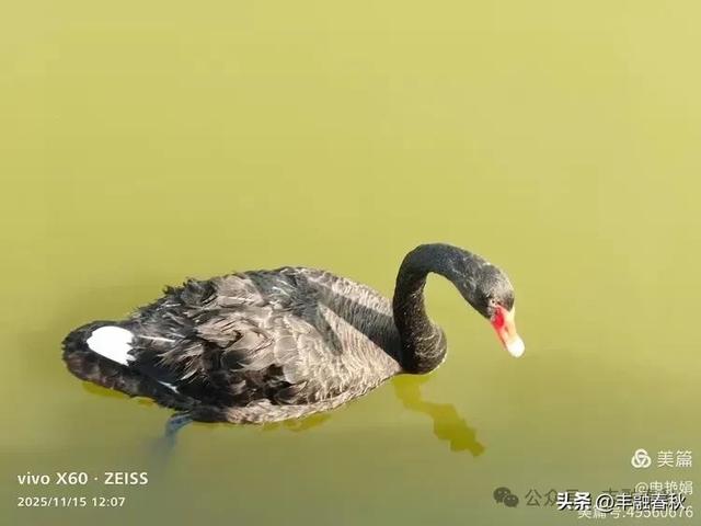 苇风载秋，鹤影映波——河北黄骅南大港湿地的初冬漫游｜ 申艳娟