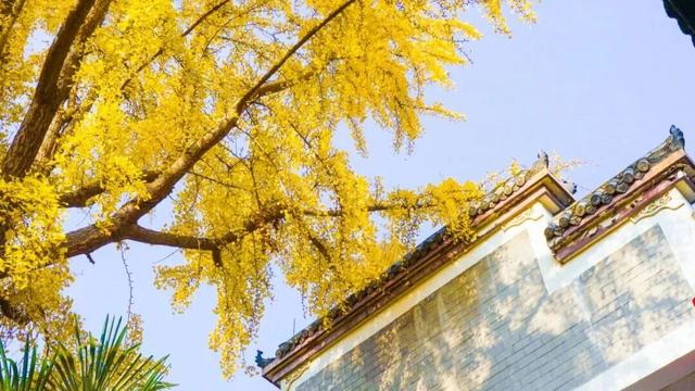 【美丽四川】一年一度朋友圈银杏比美时刻又来了！