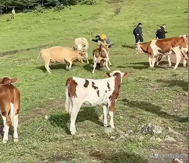 五台山游客被牛顶后：队友爆料，故意让狗挑逗小牛，当事人发声