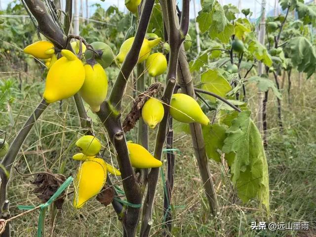 随走呈贡大学城，逛梁王湖、转小土林，感受多彩的秋冬世界，休闲