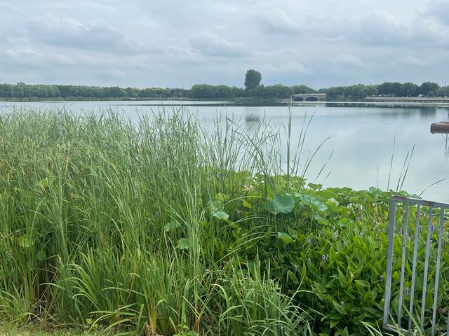 8月石家庄的滹沱河