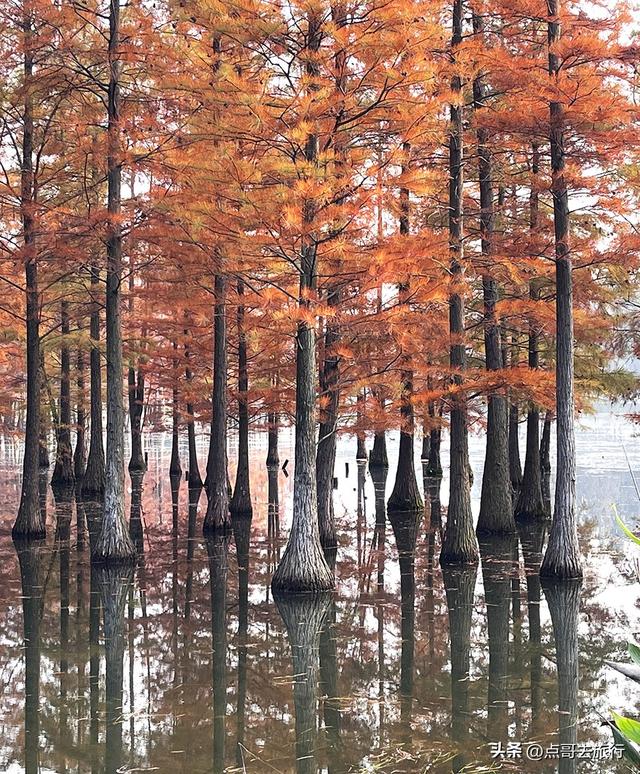 成都最美水杉红了，染红了湖面，不要门票，地铁公交直达！