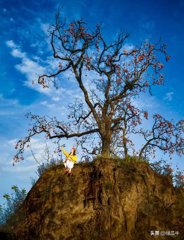 有人说，不就是个彬州烂怂柿子，有啥好拍！