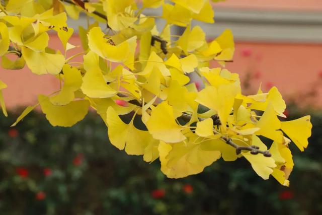 好看！好拍！郫都银杏打卡攻略→