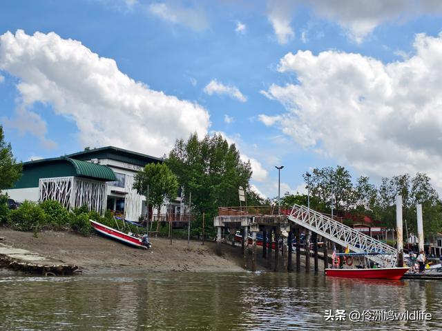 马来西亚(36)砂拉越州⑩峇哥国家公园夜间徒步体验