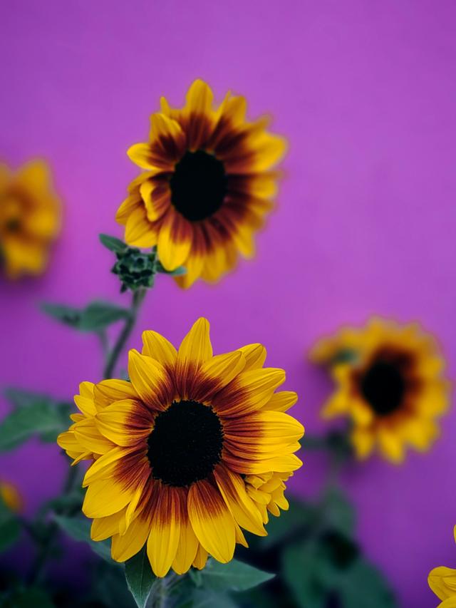 武汉动物园金秋菊展集锦