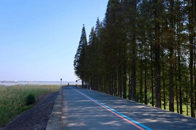 长江边，“飘雪”了！