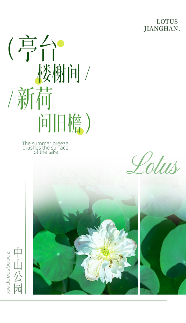 藕花深处棹歌远，江汉夏日荷风集