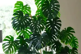 龟背竹长势慢，打开它4个“生长机关”，养成手腕粗的老桩图片