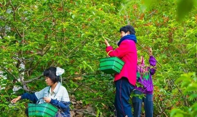 2026鲜美樱桃季系列活动将在山东省海阳市朱吴镇樱桃谷启幕