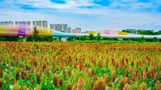 金秋双节游郫都丨3条主题线路,沉浸式感受“古蜀之都、天府之源”风采!