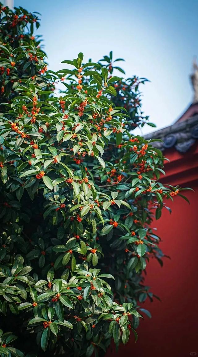 pong香！成都市区10大桂花观赏地，地铁直达0门票！