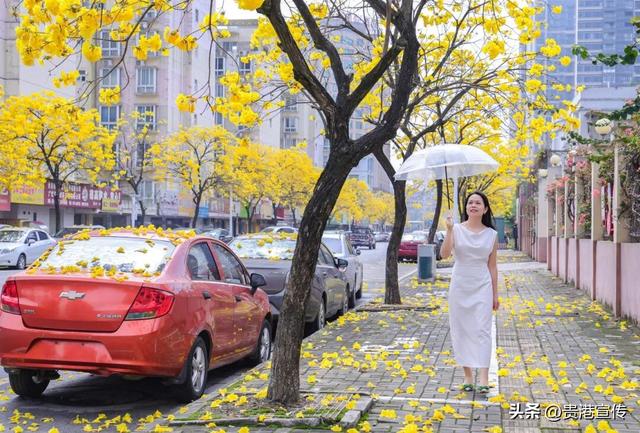 春日限定！贵港这条街道秒变“黄金大道”，落花成景美哭了！