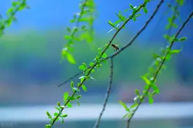 北地风 | 春天，一些词语蓬勃生长（杜若子）图片