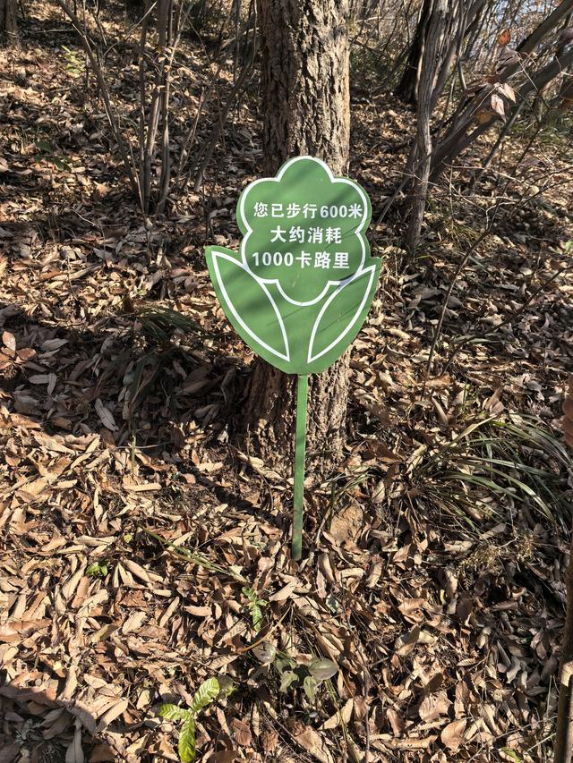 南京第二次到镇江武岐山空青山郊野徒步