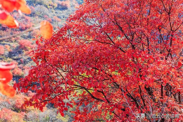 黄栌，被称为“皇帝树”，是它撑起香山红叶的美，秋天的颜值担当
