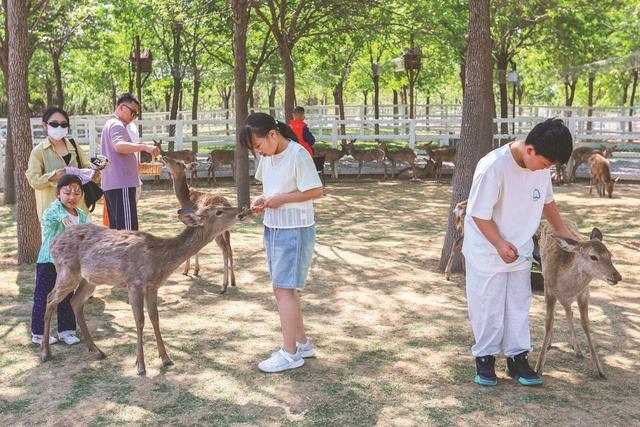 打造多元化文旅场景 创新个性化旅游体验 邯山区文旅消费激发假日经济新活力