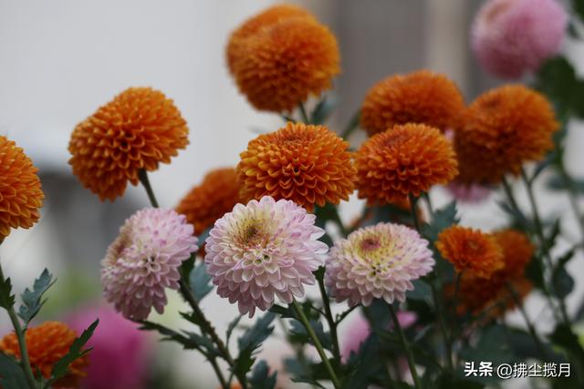 小区里的“菊展”，家门口的美景