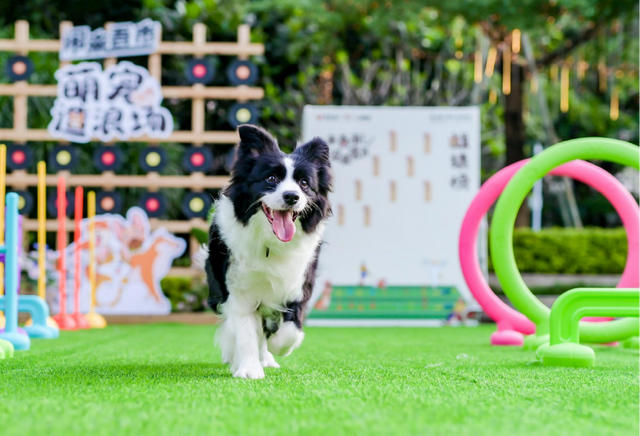 闭眼冲！11月光明公园这样玩！