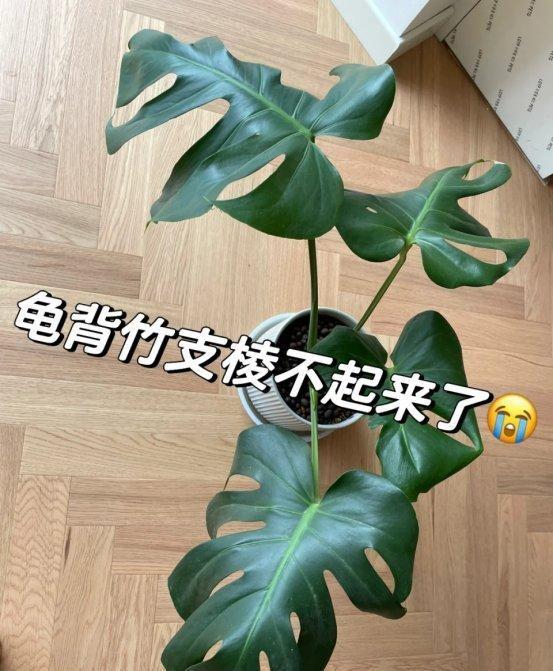 “阴花不能进阳宅”，家里若有这5种花，请赶紧“搬出去”！