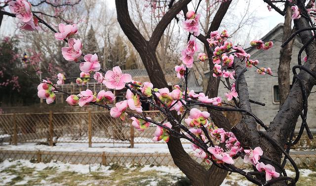 北京大观园“梅花”提早绽放 古风新春景致惊艳亮相