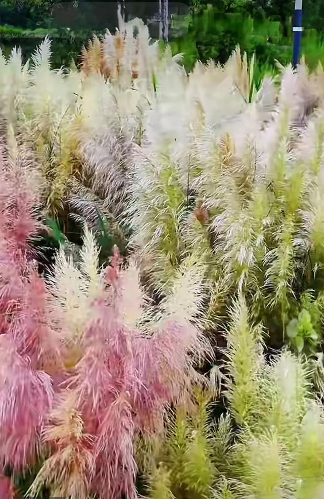 昆明芦苇拍摄秘境TOP1!居然不是草海隧道公园?