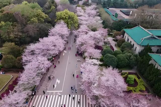 武大樱花：限定美景，背后历史勿忘！