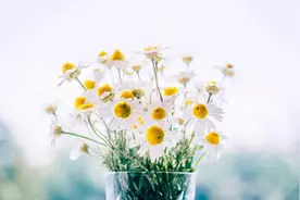 人过七十：衣有三不穿，寿有三不过，地有三不去图片