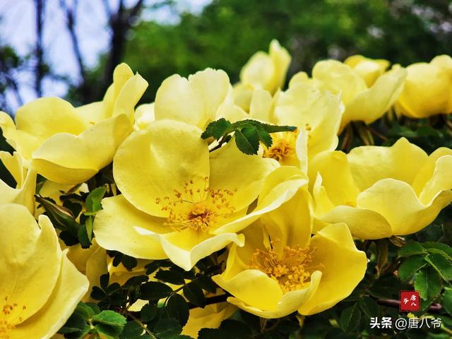 西宁文化公园牡丹初绽