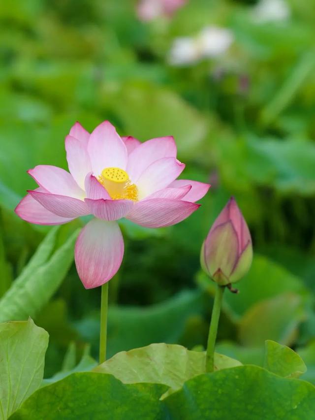 大理周边游｜解锁夏日限定“荷”颜悦色