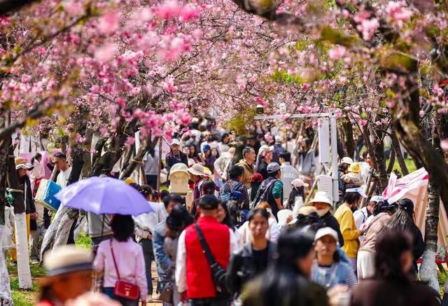 别开车！别开车！圆通山赏花攻略来了，错过这波等明年。