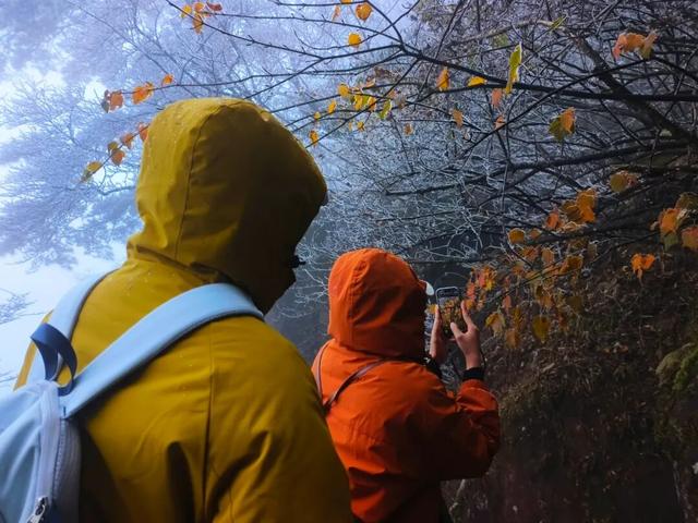 黄山首场雾凇已上线！冬日限定皮肤等你来看！| 皖美冬日 | 第十五届安徽国际文化旅游节