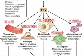 降蛋白尿效果不错的肾科新宠--安立生坦，快来了解！图片