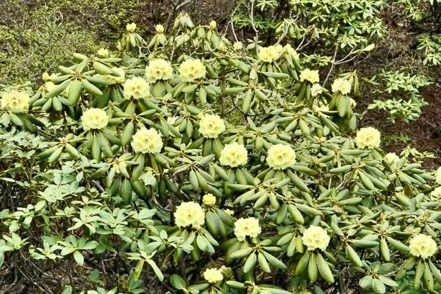 漫步云端，撞见磅礴花事丨15秒看云南