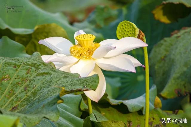 跑苍南黄金海岸线时走错路，邂逅离海浪沙滩最近的荷塘，花开仍艳
