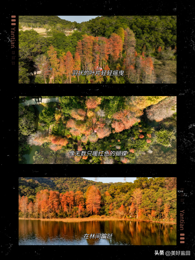 冬日限定！这里的落羽杉美出电影质感