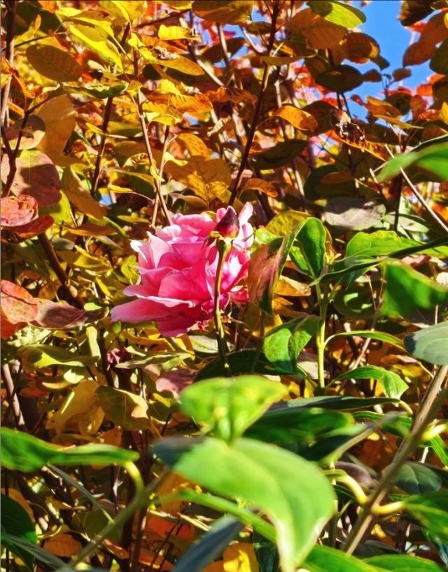 彩林映湖光 泰山虎山公园初冬画卷引客来