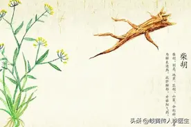 用好小柴胡，不用找大夫，百病良方小柴胡汤，究竟怎么用 一文讲清图片
