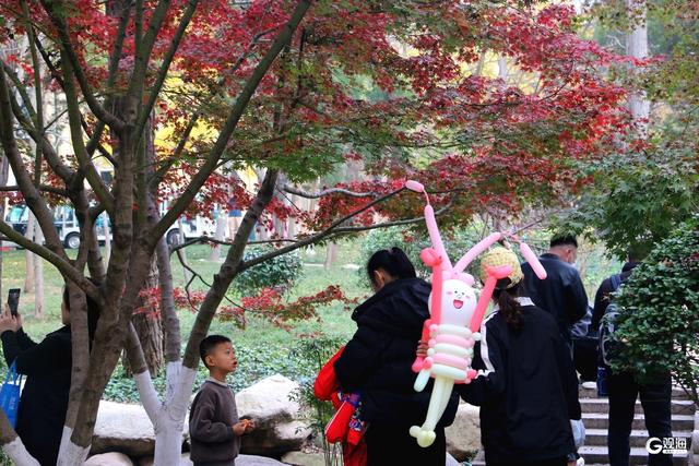 中山公园枫林涧：冬意渐浓，“枫”景上线！
