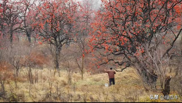 有人说，不就是个彬州烂怂柿子，有啥好拍！