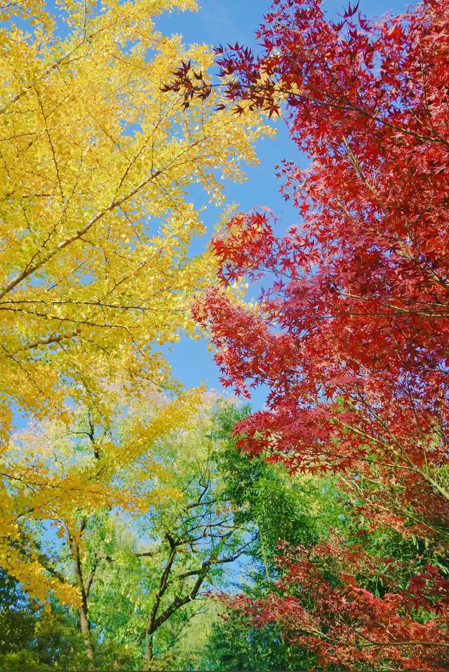 请再欣赏一下这最美的秋天