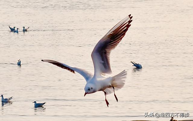 深圳湾观鸟：海舞鸟歌映盛世