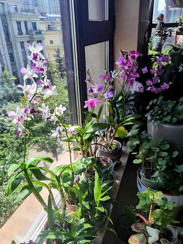 女子晒“满阳台的石斛花”，不可方物，网友：我的天，难道是真的