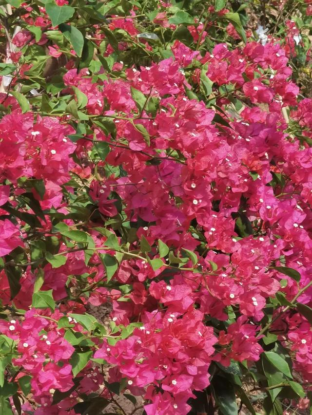 初冬“梅”好时光已至，惠城处处皆“花路”