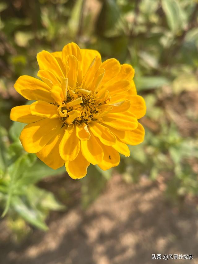 南昌马兰圩公园，七彩花海拍照太美了！