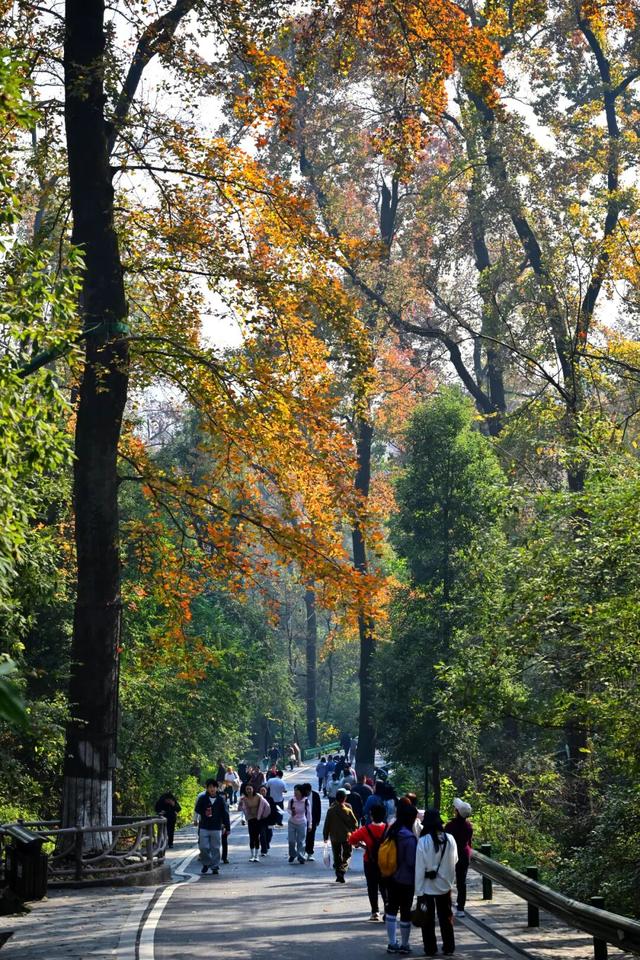 南方冬意，藏在这一亭红枫里