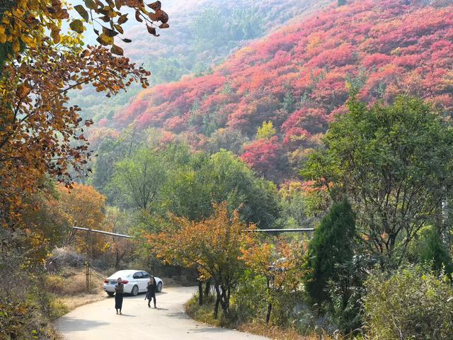 秋访捎近：一树龙吟火满山
