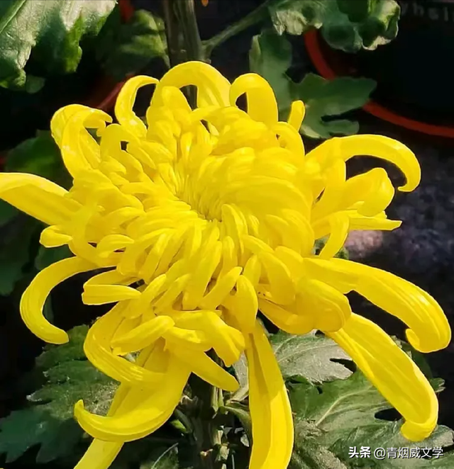 趵突菊韵 锦绣泉城