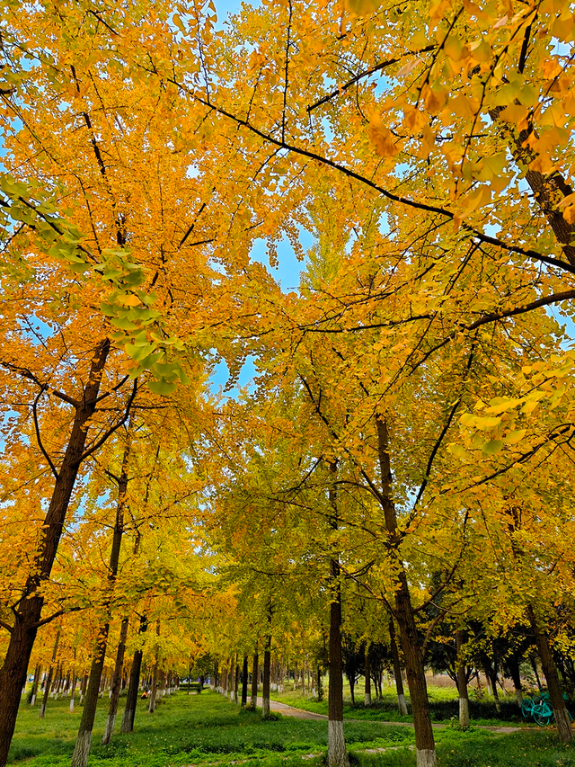 成都赏秋指南！9个绝美的秋日氛围感公园，黄了，免费！